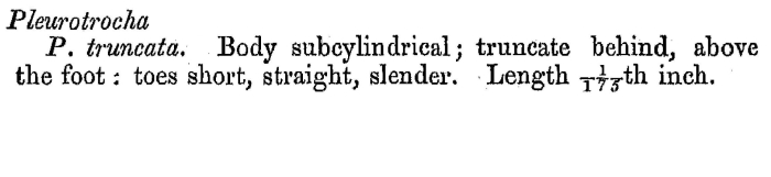 Pleurotrocha truncata - Original description image