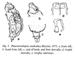 Pleurotrochopsis anebodica
