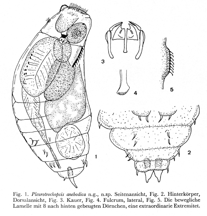 Pleurotrochopsis anebodica - Original description image