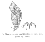 Pleurotrochopsis multispinosa - Original description image
