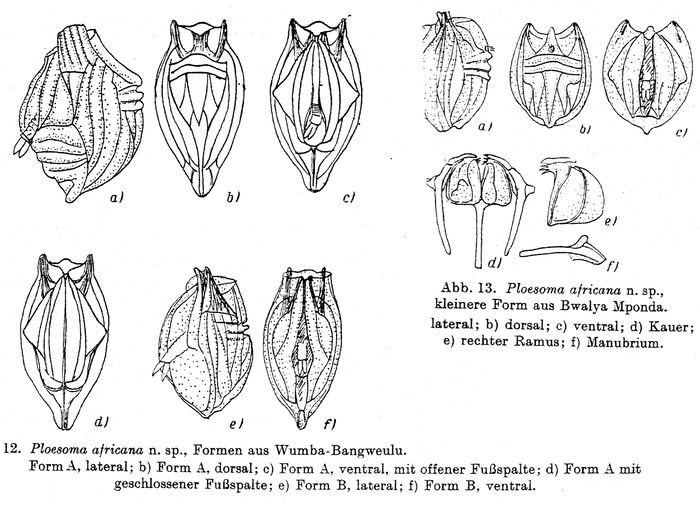 Ploesoma africanum - Original description image