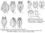 Ploesoma africanum