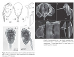 Ploesoma asiaticum