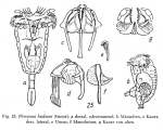 Ploesoma hudsoni