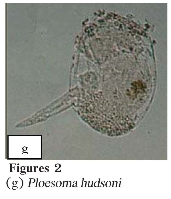 Ploesoma hudsoni Ploesoma hudsoni