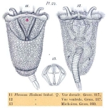 Ploesoma hudsoni