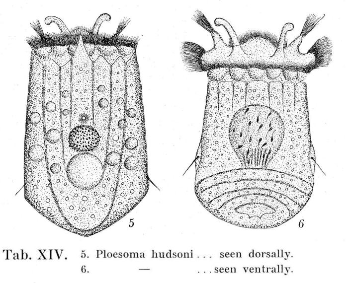 Ploesoma hudsoni Ploesoma hudsoni