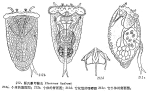 Ploesoma hudsoni