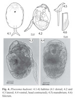 Ploesoma hudsoni