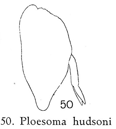 Ploesoma hudsoni Ploesoma hudsoni