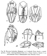 Ploesoma lenticulare