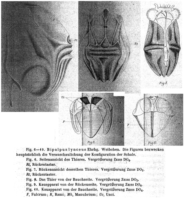 Ploesoma lenticulare Ploesoma lenticulare