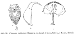 Ploesoma lenticulare