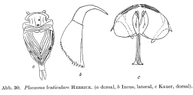 Ploesoma lenticulare