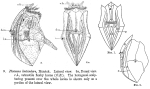 Ploesoma lenticulare