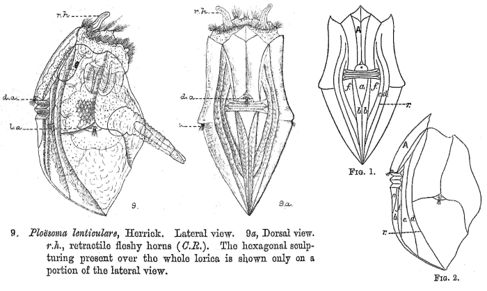 Ploesoma lenticulare Ploesoma lenticulare