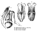 Ploesoma lenticulare