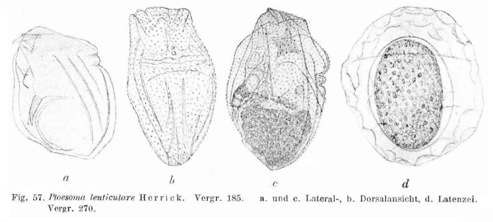 Ploesoma lenticulare Ploesoma lenticulare
