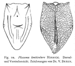 Ploesoma lenticulare