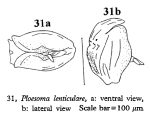 Ploesoma lenticulare