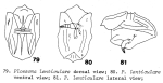 Ploesoma lenticulare