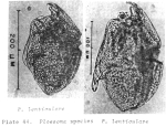 Ploesoma lenticulare