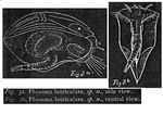 Ploesoma lenticulare - Original description image