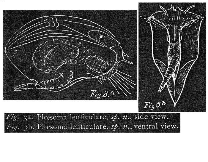 Ploesoma lenticulare - Original description image