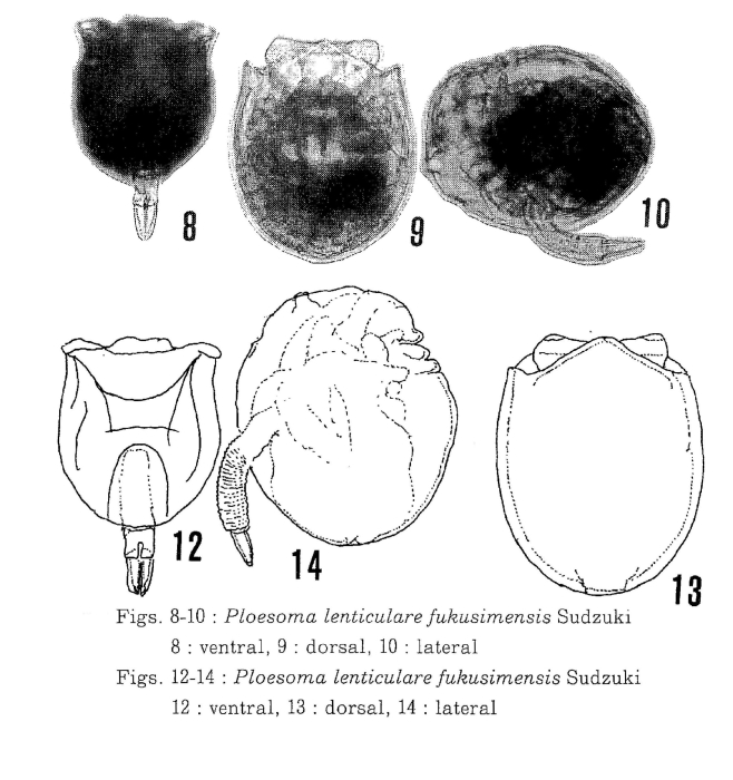 Ploesoma lenticulare fukusimense Ploesoma lenticulare fukusimense