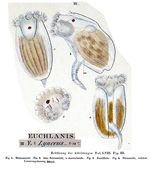 Ploesoma lynceus
