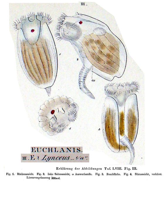 Ploesoma lynceus Ploesoma lynceus