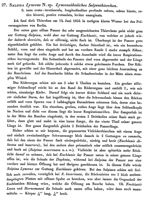 Ploesoma lynceus - Original description image