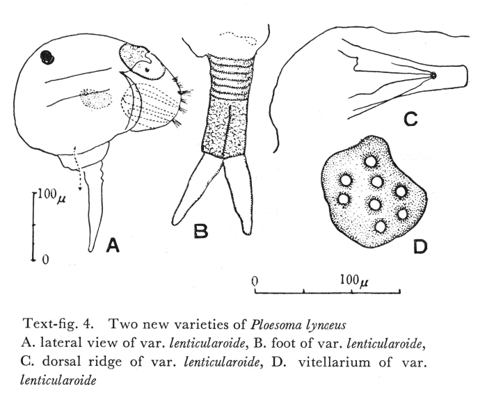 Ploesoma lynceus var. lenticularoide - Original description image