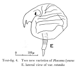 Ploesoma lynceus var. rotundum - Original description image