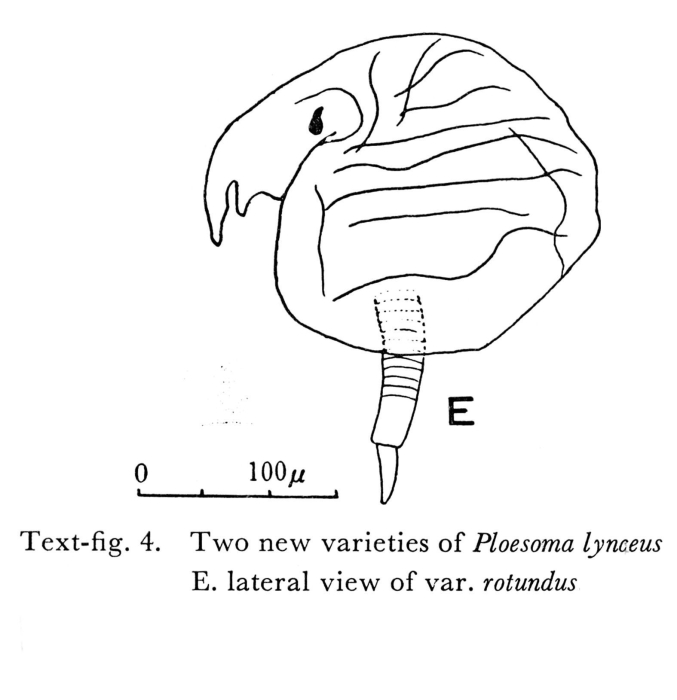 Ploesoma lynceus var. rotundum - Original description image