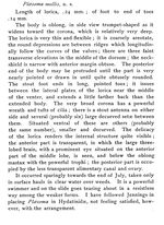 Ploesoma molle - Original description image