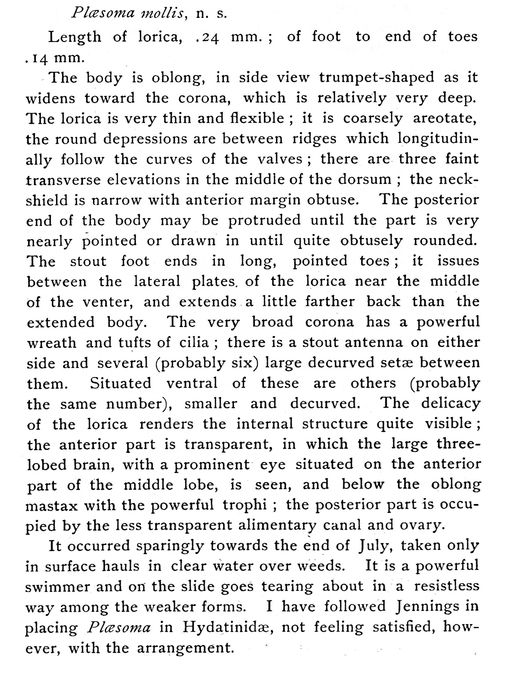 Ploesoma molle - Original description image