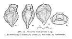 Ploesoma multispinatum - Original description image