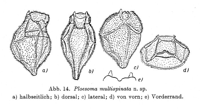 Ploesoma multispinatum - Original description image