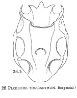 Ploesoma murrayi