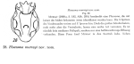 Ploesoma murrayi