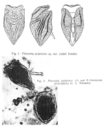 Ploesoma peipsiense - Original description image