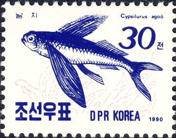 Cypselurus agoo Cypselurus agoo