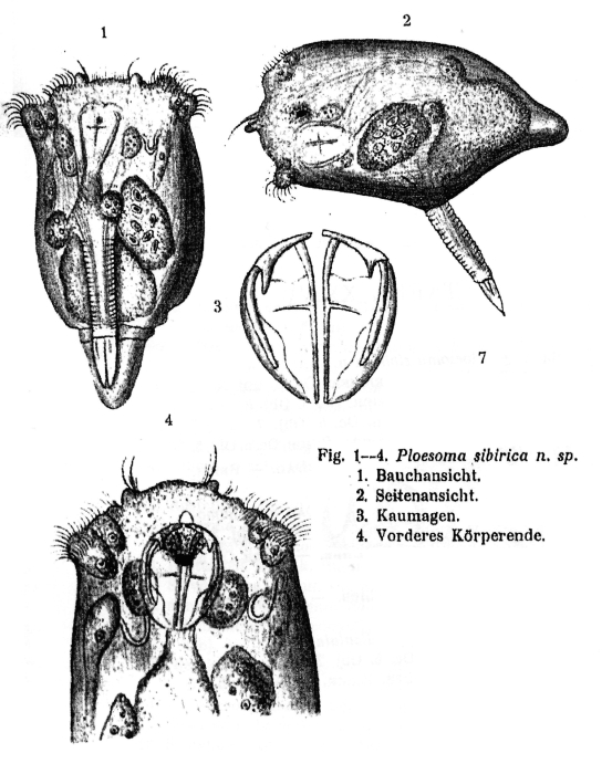 Ploesoma sibiricum - Original description image