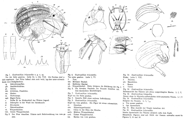 Ploesoma triacantha Ploesoma triacantha