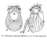Ploesoma triacantha