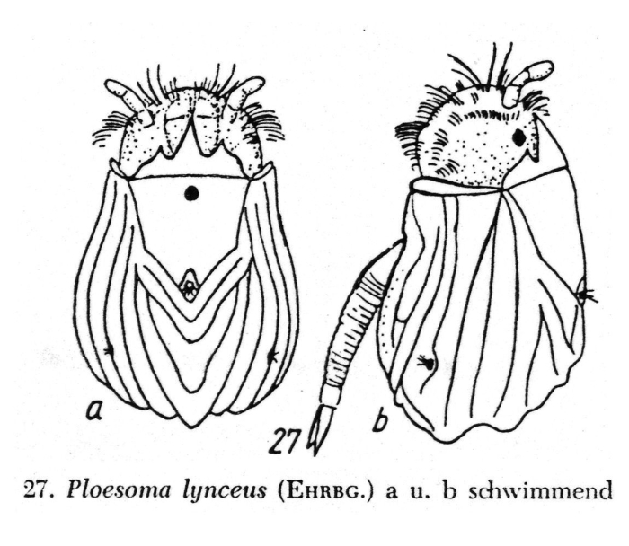 Ploesoma triacantha Ploesoma triacantha