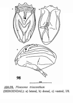 Ploesoma triacantha