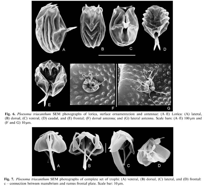 Ploesoma triacantha Ploesoma triacantha