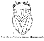 Ploesoma triacantha